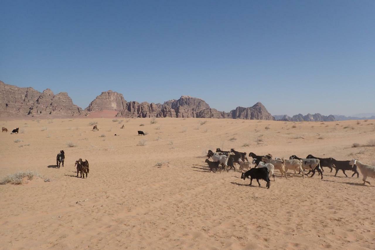 Martian Camp Wadi Rum Extérieur photo